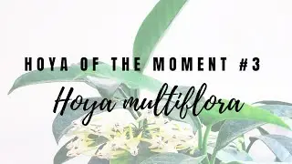 Hoya of the Moment #3: Hoya multiflora