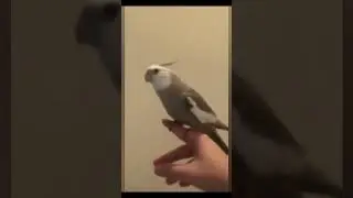 🔥🤣 DANK MEME COMPILATION 205