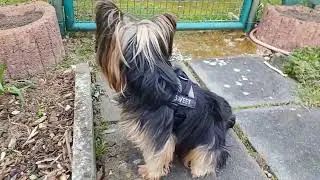 Йоркширский терьер. Ранняя весна.