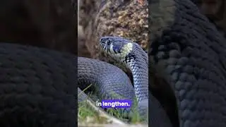Unbelievable SNAKE Facts 8K ULTRA HD #animal #wildlife #snake #reptile #8kultrahd
