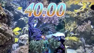 40 Minute Aquarium Timer/Countdown With Relaxing Music 🐟🐠|Cuenta Regresiva de 40 Minutos con Música.
