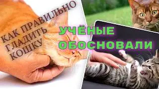 Как гладить кошку, чтобы это доставляло ей удовольствие?