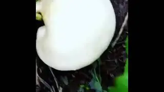 дехай декдонак