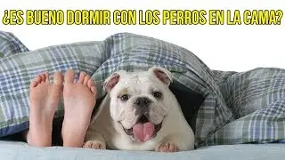 Esto Es Lo Que Pasa Cuando Dormimos Con Nuestra Mascota