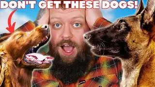 Worst Dog Breed For First Time Owners
