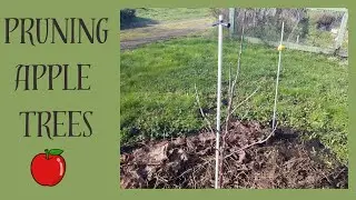 Pruning Apple Trees, Part 1