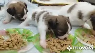МАЛЕНЬКИЕ ФАЛЕНЧИКИ!!!