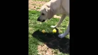 My Dog's Annual Easter Egg Hunt