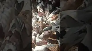 Чебаркули Ломова С 2 08 21