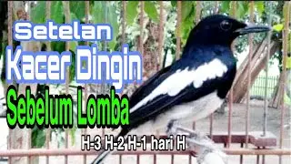Setelan Kacer Dingin Sebelum Lomba H-3, H-2, H-1, Hari H Jadi Main Ngotot!!!