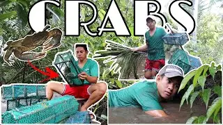 PAGPAIN AT PAGTAAN NG ALIMANGO SA FISHPOND