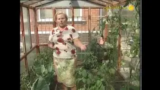 В ландшафте сада: удобство - прежде всего! Что растет в тени и на солнце?