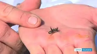 Artigat-mortalité abeilles- avril 2021
