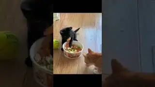 meme cats ✴️ 