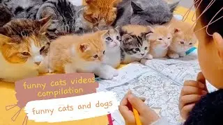 funny cats and dogs || funny cats videos compilation (15)