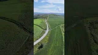 На горе по дороге в Бухтарму! Пикник среди подсолнечного поля.