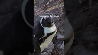 Я увидела пингвинов в Африкееее!!!!💔