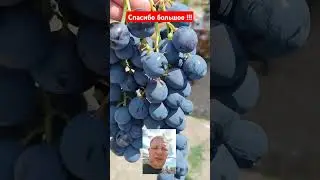▶️ В гостях у переех из Новодеревянковской. Переезд на Юг. Виктор Саликов.