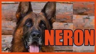ÇOK ÖFKELİ VE ÇOK ŞAKACI- KING NERON #almankurdu