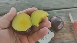 Дегустація плуот Флаворіч (pluot Flavorich) 2023 рік