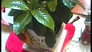 ГАРДЕНИЯ ЗАКЛАДКА БУТОНОВ