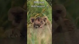 Милые малыши :) Shorts #cute #funny #смешное_видео