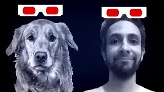 How A Dog's Vision Works: Can They See Colors?