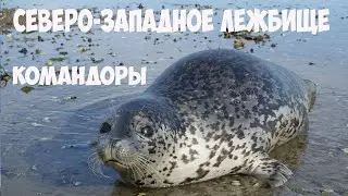 Северо-Западное лежбище. Остров Беринга. Командоры.