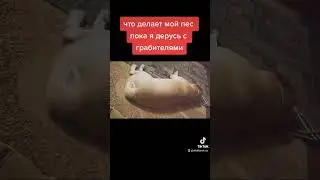 что делает мой пес пока я дерусь с грабителями #labrador #щеночки #собака