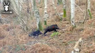 Driven Hunt Compilation Shotkam : Wildboars / Redstag / Fox !