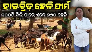 ଓଡ଼ିଶାରେ ହାଇବ୍ରିଡ଼ ଛେଳି ଫାର୍ମ || how to start hybrid goat farm in Odisha ?