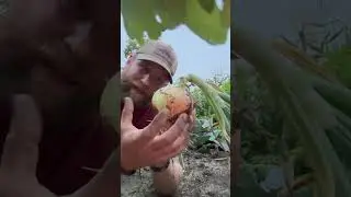 Onion Hack