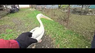 Дети в восторге от пеликана Колоша, нашли еще одно классное место - #Экзотика