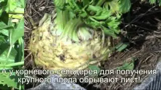 Супер специя!