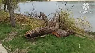 Запускаю рыбу в Городской Пруд.