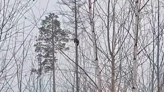 Добываем соболя.Собакам не объяснить.