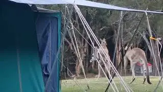 Kangaroo Fight #animal #kangaroo