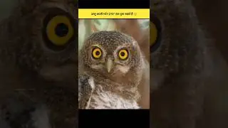 Amazing Facts about owl