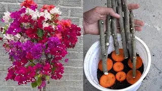 Try using carrots to grow bougainvillea cuttings  Do you want to know the results