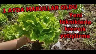 1 ayda marul nasıl yetiştirilir?