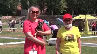 Монопородка чихуахуа гладкошерстных