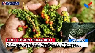 Nasib Lada di Provinsi Lampung, Dulu Dicari Penjajah Sekarang Nyaris Punah