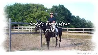 Gaited Horse Training in the First Year