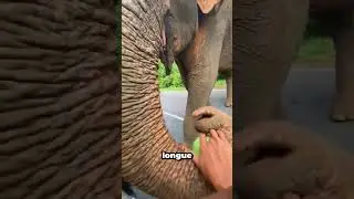 Look what the elephant does with the watermelon!