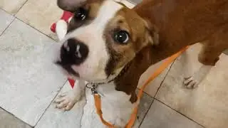 Collette & Nero Dog Test