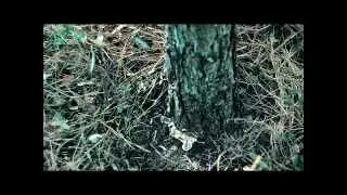Forest Pest & Disease