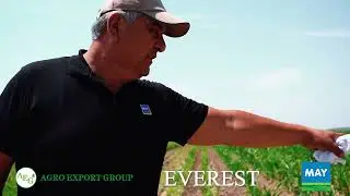 Хосилдор макка Everest May / AGRO EXPORT GROUP