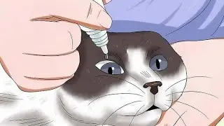 🐈‍⬛Капли в ГЛАЗА кошке | Как ПАВИЛЬНО Закапывать и закладывать МАЗЬ👁👁