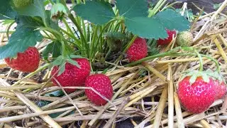 Начало сбора клубники 15.06.23г.сорта🍓🍓🍓!!!