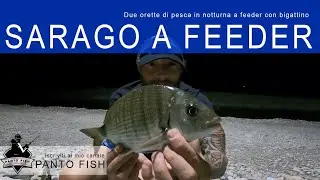 Sarago a Feeder in darsena di notte